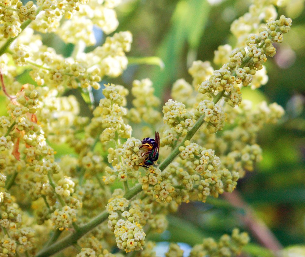Rhus typhina Pollination JWB.JPG