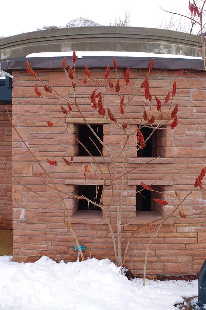 Rhus typhina Winter Habit 1 JWB19.JPG