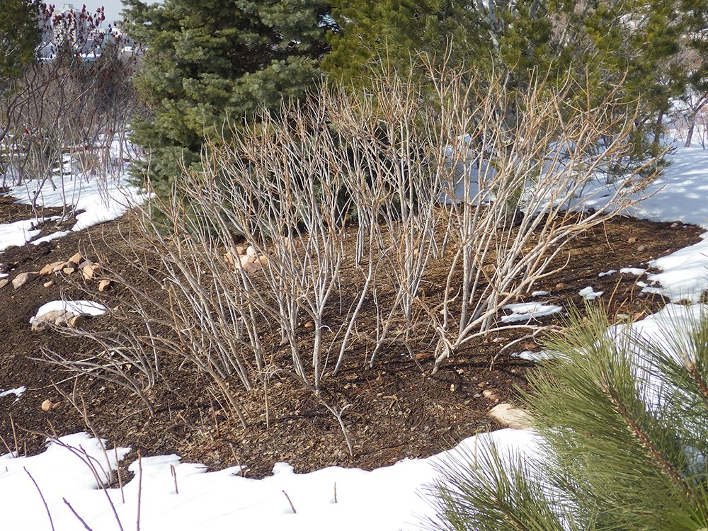 Rhus typhina in winter HMS16.JPG