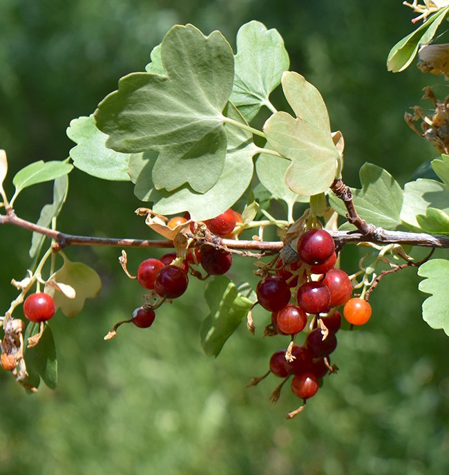 Ribes-aureum-Red-JWB21.JPG