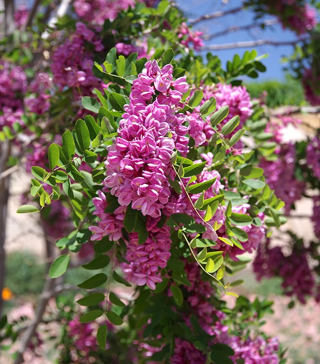 Robinia-neomexicana-Flowers-1-JWB23