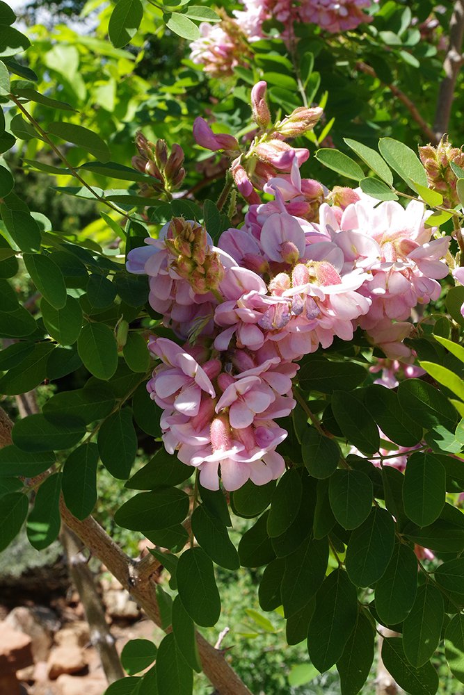 Robinia neomexicana Flowers 1 JWB18.JPG