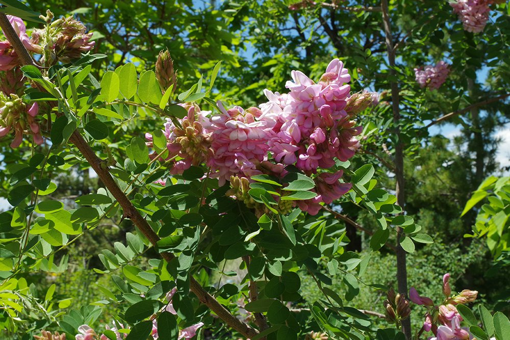 Robinia neomexicana Flowers 2 JWB18.JPG