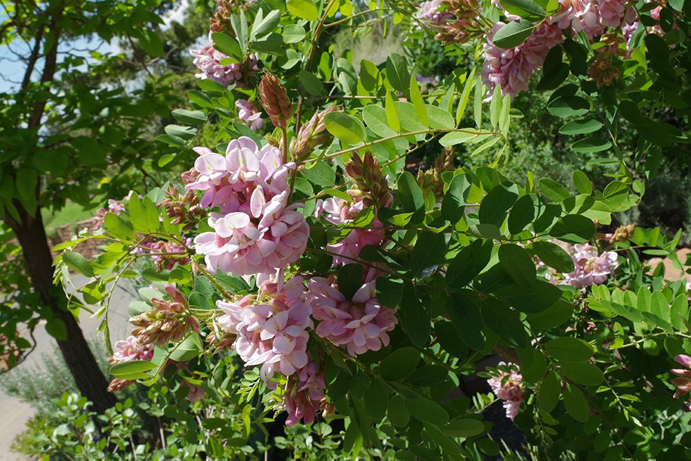 Robinia neomexicana Flowers 3 JWB18.JPG
