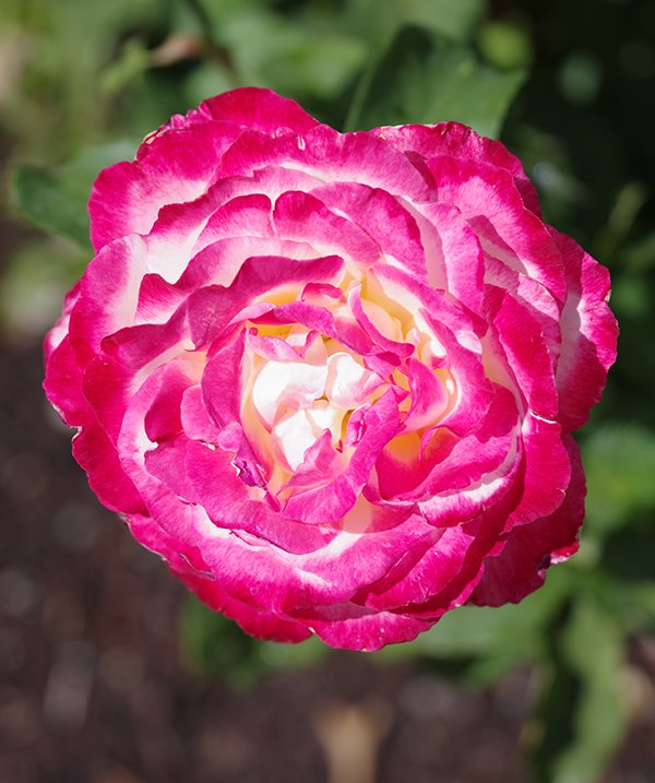 Rosa-&#x27;ANDeli&#x27;-Flower-1-JWB24