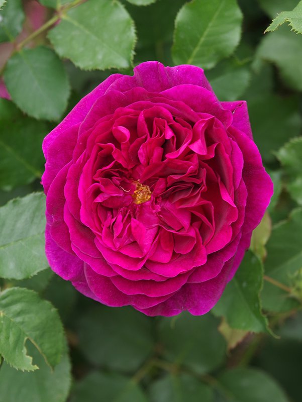 Rosa-&#x27;AUSbernard&#x27;-Flower-1-JWB23