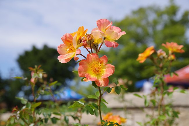Rosa-'Chewmaytime'-Flower-Summer-1-HMS25