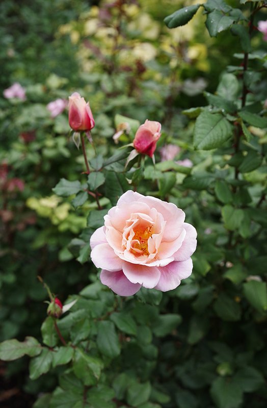 Rosa-&#x27;Distant-Drums&#x27;-Flower-Fall-HMS23