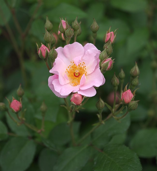 Rosa-&#x27;FRYyeoman&#x27;-Flower-1-JWB23