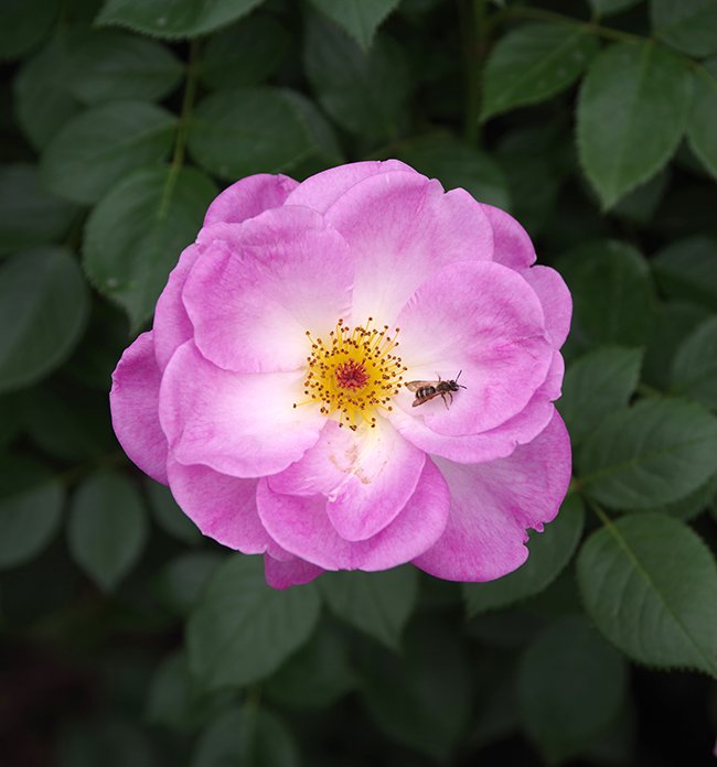 Rosa-&#x27;HARpade&#x27;-Flower-1-JWB23