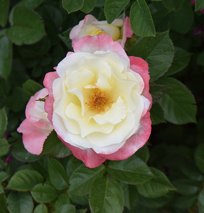 Rosa-&#x27;JACale&#x27;-Flower-2-JWB21.JPG