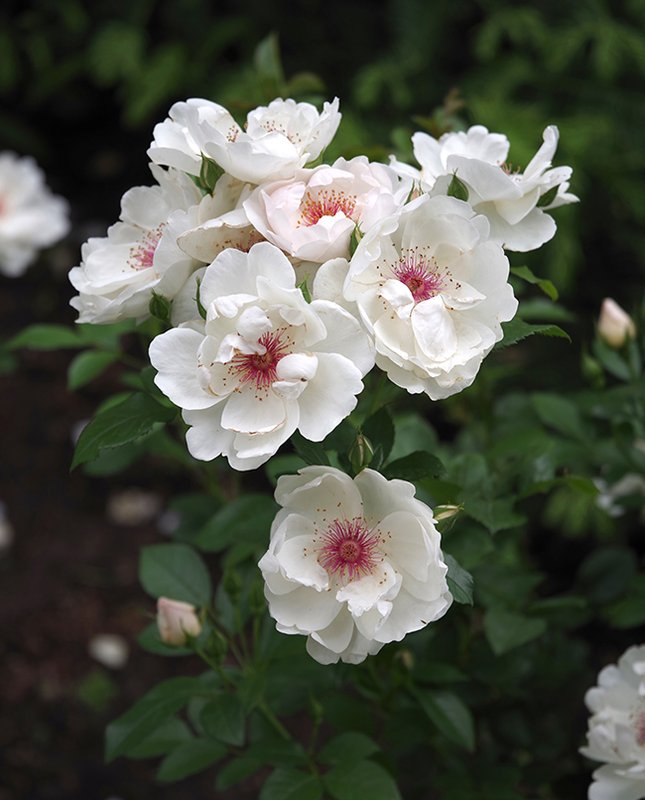 Rosa-&#x27;Jaqueline-du-Pré&#x27;-Flower-2-JWB23