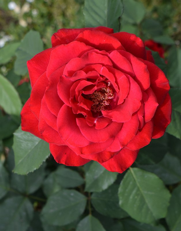 Rosa-&#x27;MACauck&#x27;-Flower-1-JWB21.JPG