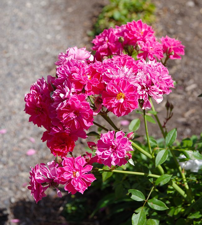 Rosa-'MOORcar'-Flower-Summer-HMS25