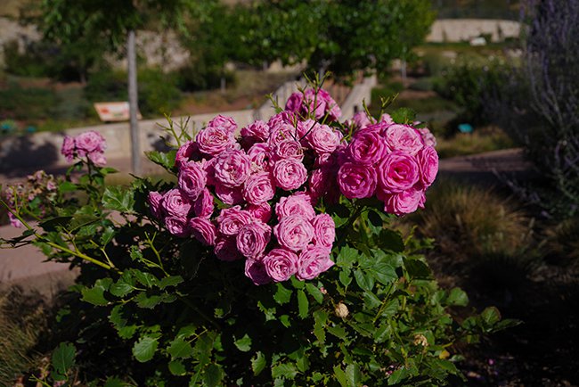 Rosa-&#x27;Pink-Rosette&#x27;-Flower-Fall-HMS22