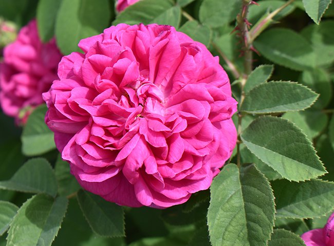Rosa-&#x27;Rose-de-Rescht&#x27;-Flower-1-JWB21.JPG