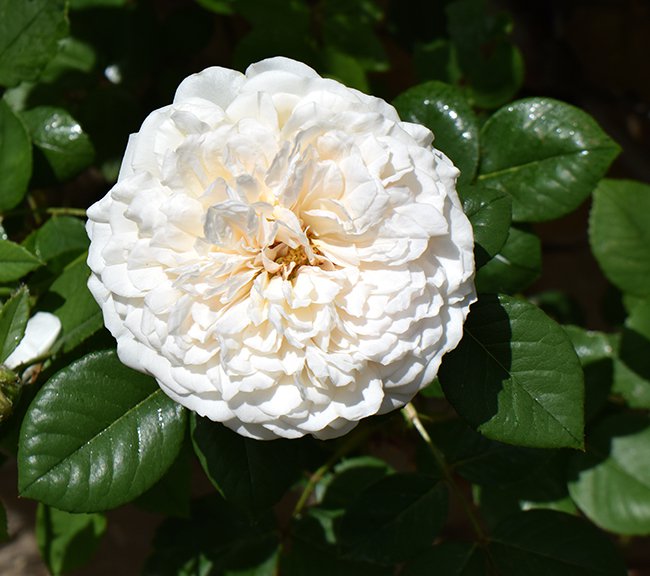 Rosa-&#x27;Sombreuil&#x27;-Flower-1-JWB21.JPG