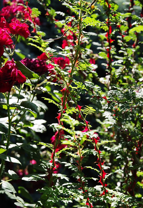 Rosa-sericea-ssp.-omeiensis-f.-pteracantha-Thorns-Summer-HMS22