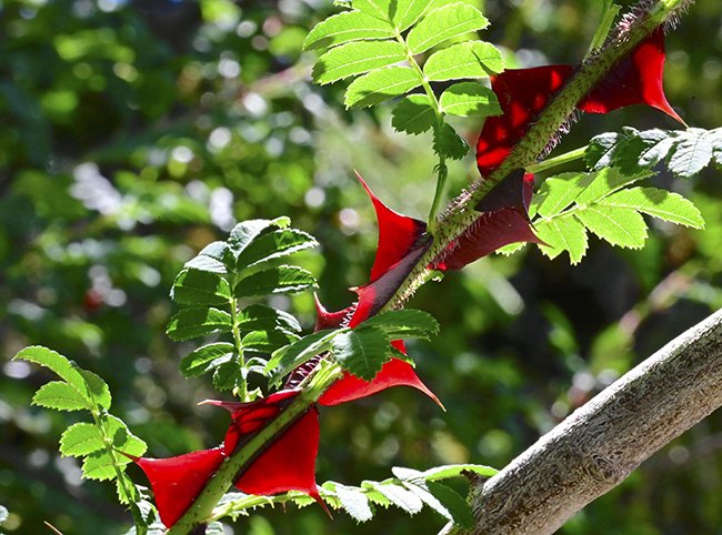 Rosa-sericea-ssp.-omiensis-f.-pteracantha-Prickles-Thorns-3-GLE23