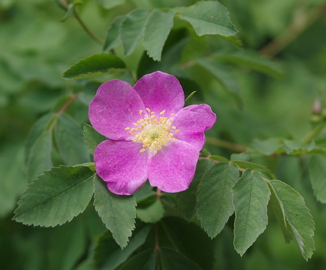 Woods' Rose