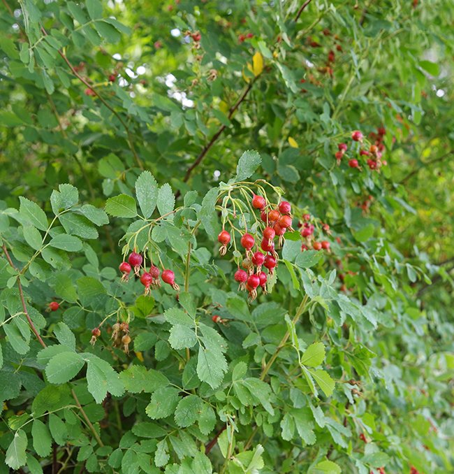 Rose Hips