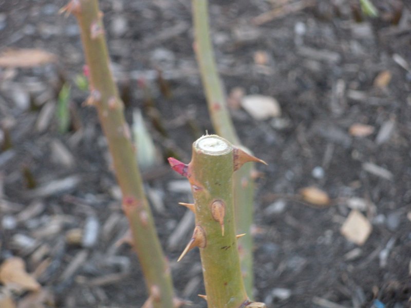 Example of rose pruning cut