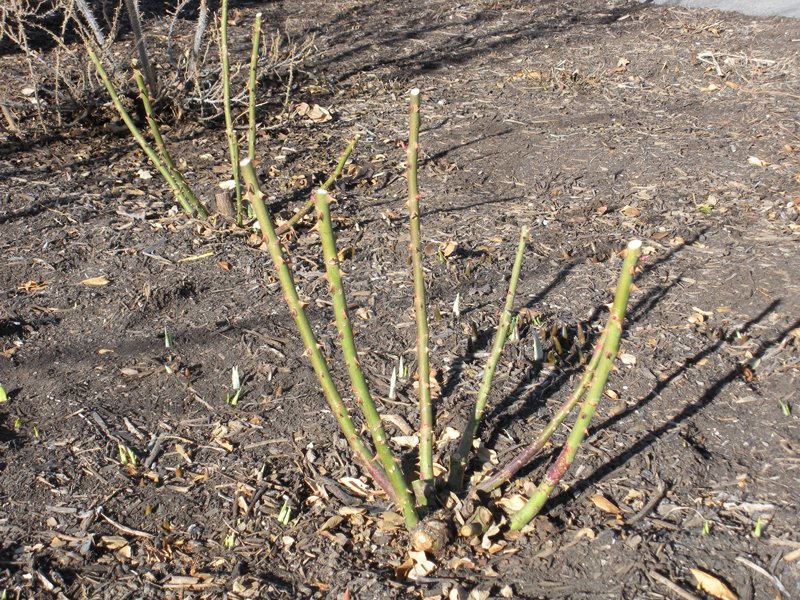 Example of rose pruning cut