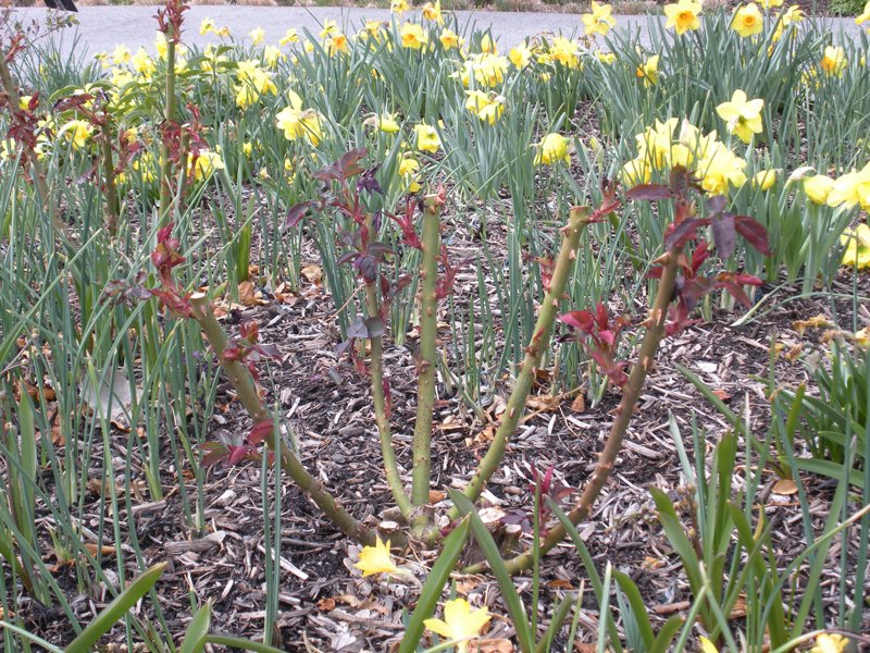 Example of rose pruning cut