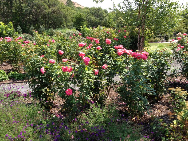 Rose bushes