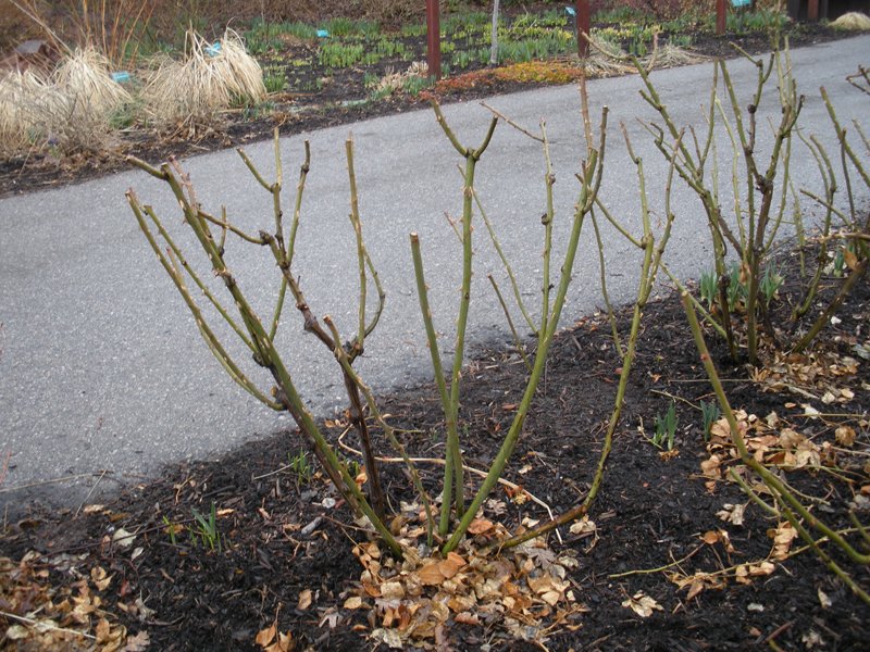 Example of rose pruning cut