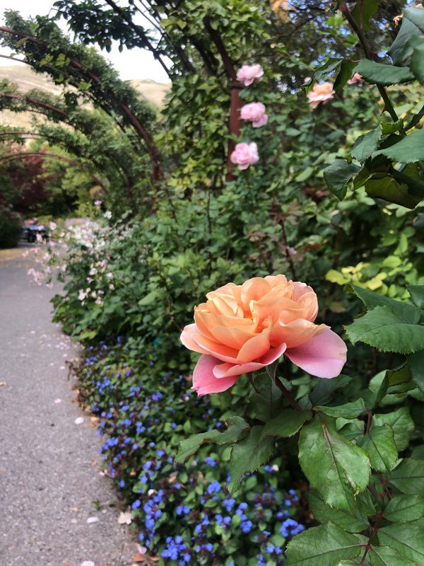 Roses under the pear arbor-Celeste Tholen