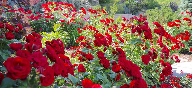 Roses
