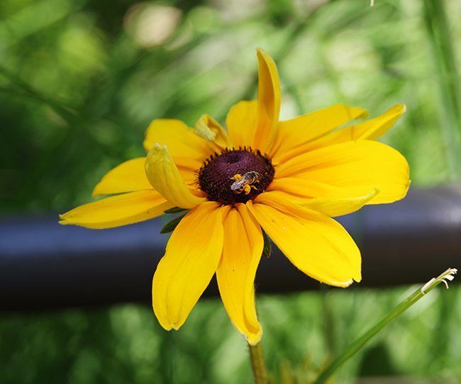 Rudbeckia-&#x27;Indian-Summer&#x27;-Bee-Summer-HMS22