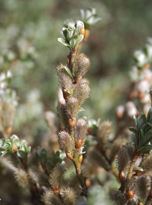 Salix-helvetica-Catkins-1-JWB23