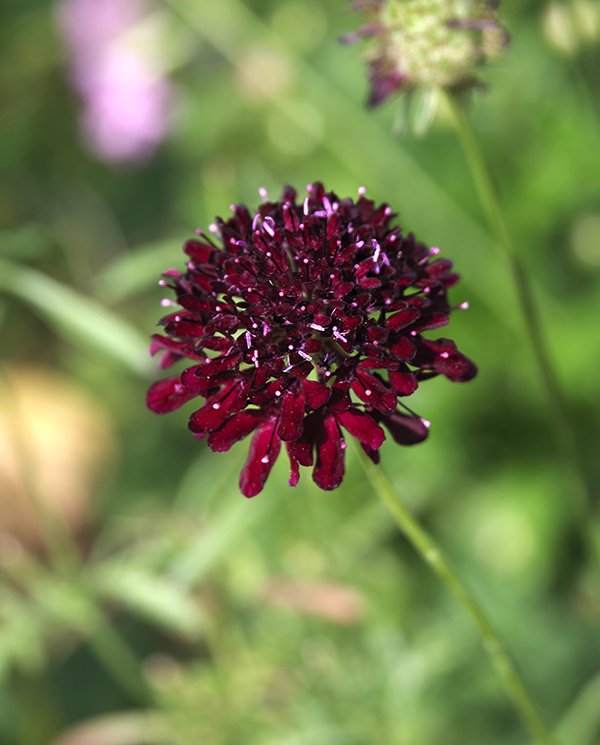 Scabiosa