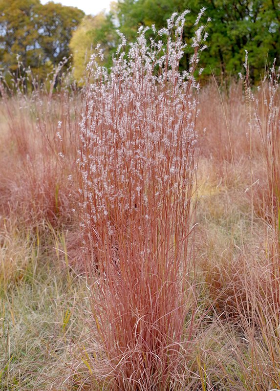 Schizachyrium-scoparium-Fall-Habit-in-Fruit-1-JWB21.JPG