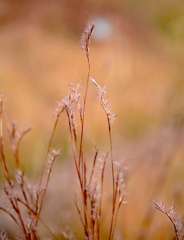 Little Bluestem