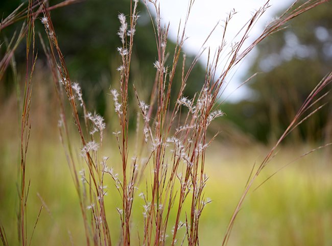 Grass
