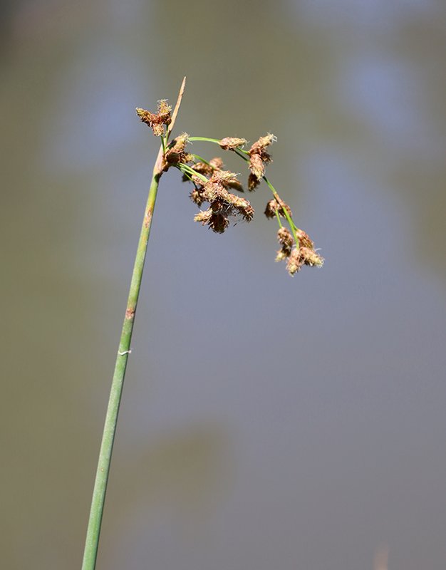 Schoenoplectus-acutus-Flowers-1-JWB23