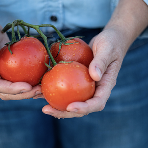 Tomato