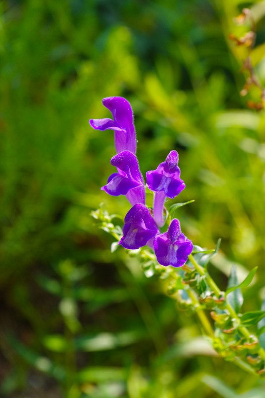 Scutellaria-baicalensis-Flower-Summer-HMS21.jpg