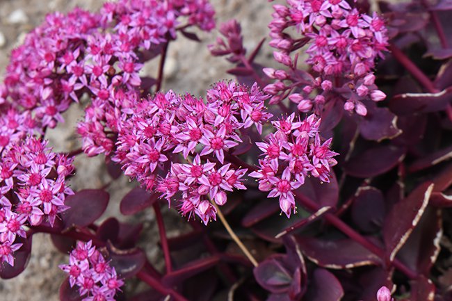 Sedum-&#x27;Cherry-Tart&#x27;-Flower-Summer-HMS21.jpg