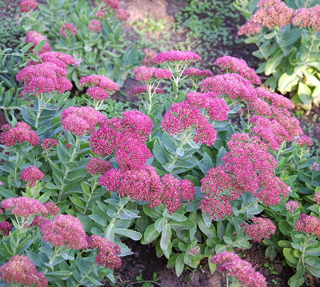Sedum