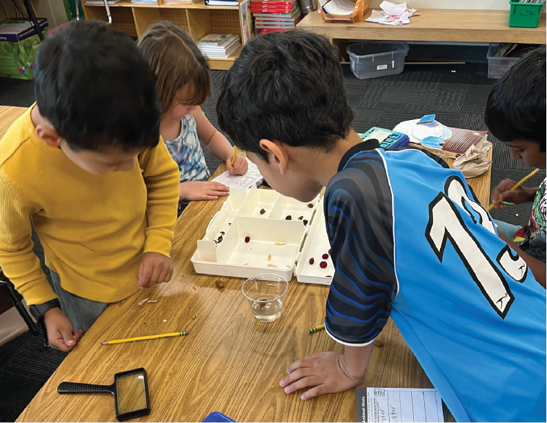 Students doing experiments with seeds and fruits.