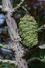 Sequoiadendron-giganteum-'Powder-Blue'-Female-Cone-1-GLE21.JPG