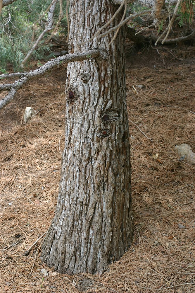 Sequoiadendron giganteum Bark GG12.JPG
