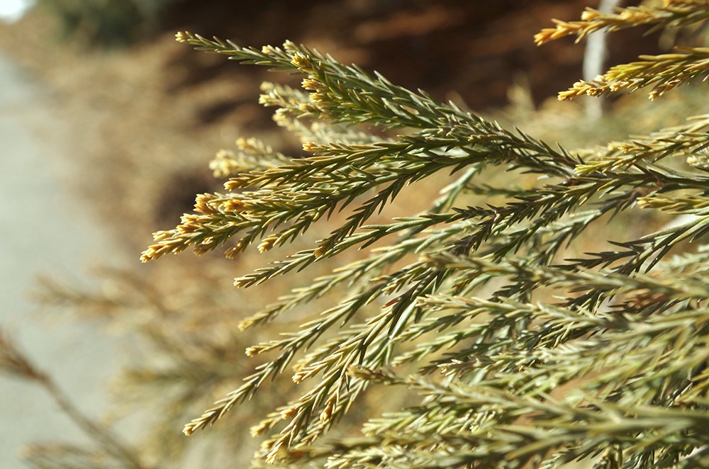 Sequoiadendron giganteum HMS16.JPG