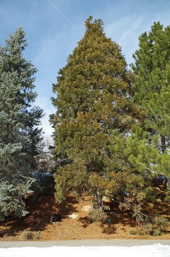 Sequoiadendron giganteum Habit HMS16.JPG