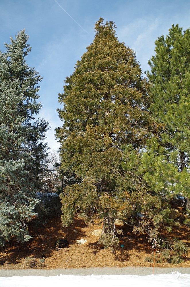 Sequoiadendron giganteum Habit HMS16.JPG
