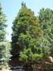 Sequoiadendron giganteum Habit JWB15.JPG